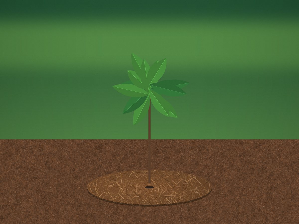 Coir mulch disc placed around a young tree