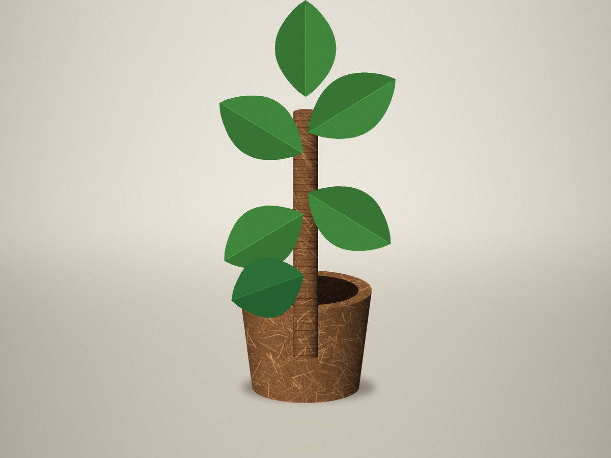 Coir support poles with a climbing indoor plant